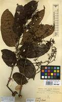 Image result for Pseudospondias microcarpa