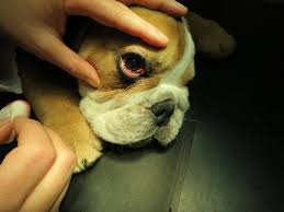 Cherry eye usually shows up around 4 months to 2 years of age. Cherry Eye Dog 2 Doccheck