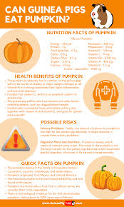 The amount of benefits your pet can get from butternut squash is a long one, but don't worry! Pin On We Love Animals