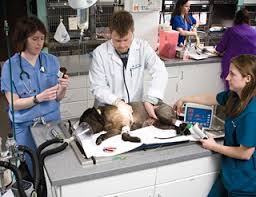 At vets4pets romford hospital we're dedicated to offering the highest level of care. A Night In The Life Of An Emergency Pet Hospital Vet