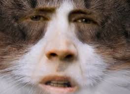 With tenor, maker of gif keyboard, add popular nicolas cage memes animated gifs to your conversations. Nicolas Cage Memes
