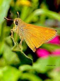 Image result for Gnidia virescens