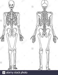 Anatomy improv'd and illustrated with regard to the uses thereof in designing. Biology Or Anatomy Illustration Engraved Hand Drawn In Old Sketch And Vintage Style Skull Or Skeleton Silhouette Bull Or Animal With Horns Stock Vector Image Art Alamy