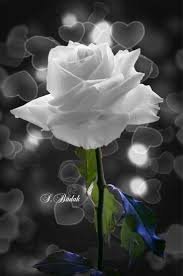 Amazing flowers white flowers beautiful flowers beautiful things deco floral flower pictures spring flowers planting flowers nature photography. White Rose Imagens Romanticas Rosas Belas Flores