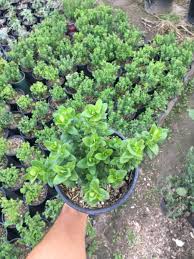 Image result for Polygala filicaulis