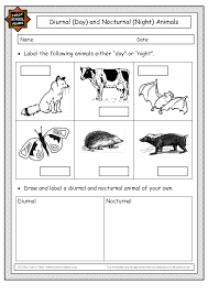 Result For Nocturnal Animals Worksheets Kindergarten Nature