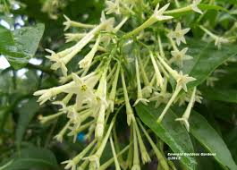 It belongs to the solanaceae family, also known as the nightshade or potato family of plants. Jasmine Night Blooming Cestrum Nocturnum Plant Fragrant Green White Flowers Starter Size 4 Inch Pot Emeralds Tm Emerald Goddess Gardens