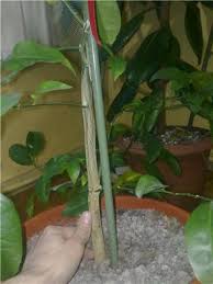 Meyve ağaçlarinda budama meyve ağaçlarının bol ve kaliteli ürün vermesi için, toprağın işlenmesi limon ağacı hangi iklimde yetişir,saksıda limon yetiştirme nasıl olur,limon ağaçlarında kuruma,sakızlanma,kanser. Limon Agaci Asilama Ve Budama Hakkinda