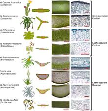 Image result for Crassulaceae