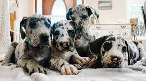 They have the most #beautifuleyes and #sweettemperament. Available Great Dane Puppies