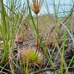 Image result for Syngonanthus wahlbergii