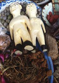 Image result for Oubanguia africana