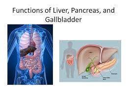 Bile is a liquid produced by the liver to help digest fats. Functions Of Liver Pancreas And Gallbladder The Digestive System The Digestive Tract Is A Series Of Hollow Organs Joined In A Tube From The Mouth To Ppt Download