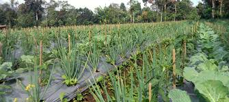 Nilai kesetaraan lahantertinggi diperoleh pada tumpangsari jagung dengan kacang hijau sebesar 1,47. Penjelasan Tanaman Tumpangsari Polyculture Lengkap Dengan Kelebihannya