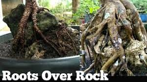 Cara Menanam Bonsai Serut Diatas Batu