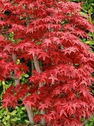 Pour profiter au maximum de sa beauté et de son côté apaisant, il est bon de suivre différents conseils et astuces. Erable Du Japon Deshojo Acer Palmatum Le Jardin Du Pic Vert