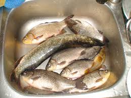 images?q=tbn:ANd9GcRTx3EMa871FiWP2g2Ms9b