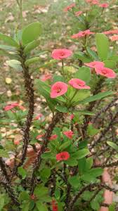 Flowering succulents plants indoor and outdoor provides a lovely bloom during spring and summer. Euphorbia Milii Christ Plant Christ Thorn Crown Of Thorns North Carolina Extension Gardener Plant Toolbox