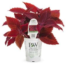 Image result for Coleus sylvestris