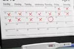 Conception Date Calculator | Conception Date Predictor