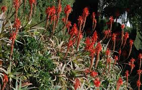 Image result for Aloe arborescens × inyangensis