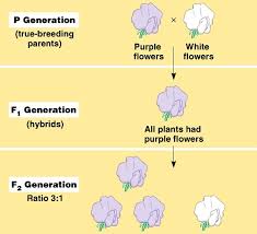 mendels laws of inheritance online science notes