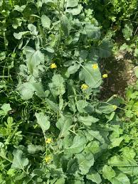 Image result for Erucastrum arabicum