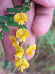 Image result for Sesbania sericea