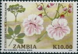 Image result for Stereospermum kunthianum