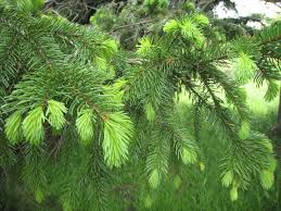 We did not find results for: New Growth On Pine Tree Free Stock Photo Public Domain Pictures