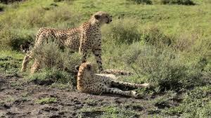 We did not find results for: Big Cat Wars Aka Lion Vs Cheetah National Geographic Channel Asia