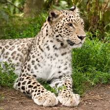 Congratulations to Turkmenistan on formally joining @cites as the 185th Party! This commitment will help achieve sustainable wildlife trade and protect Central Asia's unique biodiversity, including iconic species like the Imperial eagle