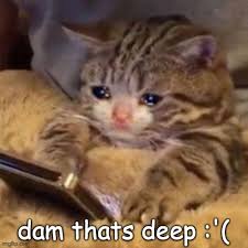 Crying Cat On Phone In 2020 Cute Cat Memes Cat Memes Cute Animal Memes