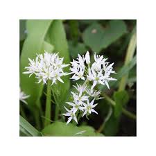 Image result for Allium ursinum