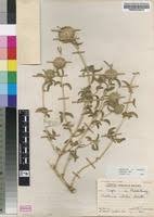 Image result for Acrotome inflata