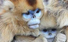 Snub Nosed Monkeys Aka Sneezing Or Michael Jackson Monkeys Pet Monkey Animal Pictures Monkey