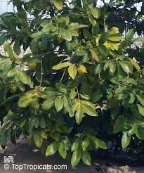 Image result for Diospyros batocana