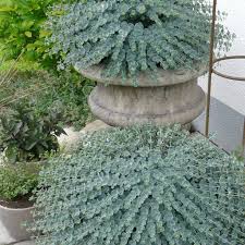 Der wunderschöne blumenkübel paßt genau für die jahreszeit zur bepflanzung mit frühlingsblumen oder ganzjahrespflanzen. Sedum Sieboldii