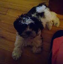Find 10 affordable pet care options in lincoln park, nj. Pet Care Clinic 1067 Southfield Road Lincoln Park Reviews And Appointments Topvet