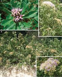 Image result for Ethulia vernonioides