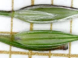 Image result for Digitaria remotigluma