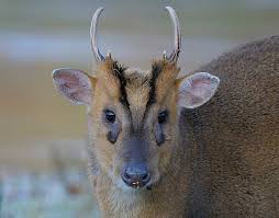 Liddy bug is now 4 weeks old ! Reasons For Actively Managing Muntjac Deer The Hunting Life