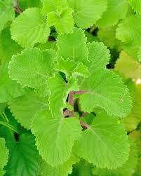Image result for Coleus hadiensis