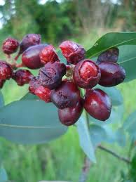 Image result for Sphaerocoryne gracilis