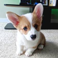 Pembroke Welsh Corgi Cardigan Welsh Corgi Corgi Puppy Corgis For Sale Corgi Price Do Corgis Shed Types Corgi Puppies For Sale Pembroke Welsh Corgi Corgi Puppy