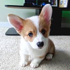 Advertise, sell, buy and rehome welsh corgi cardigan dogs and puppies with pets4homes. Pembroke Welsh Corgi Cardigan Welsh Corgi Corgi Puppy Corgis For Sale Corgi Price Do Corgis Shed Types Of Pembroke Welsh Corgi Corgi Puppy Welsh Corgi Puppies