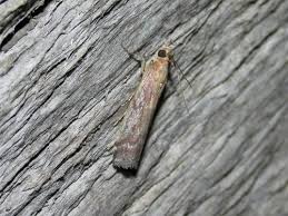 Image result for Delplanqueia inscriptella