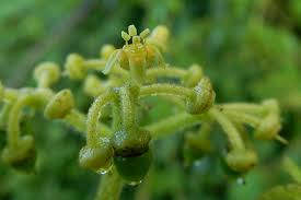 Image result for Cissus alata