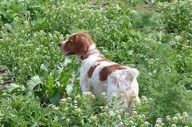 Image result for bretanský dlouhosrstý ohař