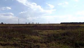 Image result for Ascolepis erythrocephala